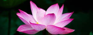 Yoga Teacher Training